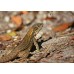 Lagarto de cola rizada - Leiocephalus carinatus